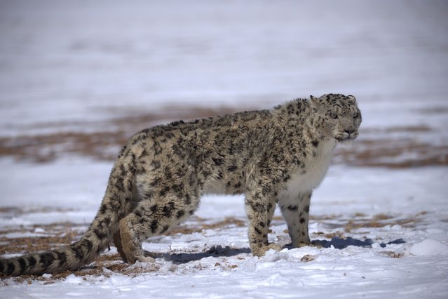 This photo taken on March 24, 2025 shows a snow leopard pictured at the Changtang National Nature Reserve, southwest China's Xizang Autonomous Region. Located in the northern part of Xizang with an average altitude exceeding 4,500 meters, the Changtang National Nature Reserve is home to over 30 kinds of wild animals listed on China's national-level protection catalogue, including Tibetan antelopes and wild yaks. (Photo by Xinhua News Agency/Rex Features/Shutterstock)