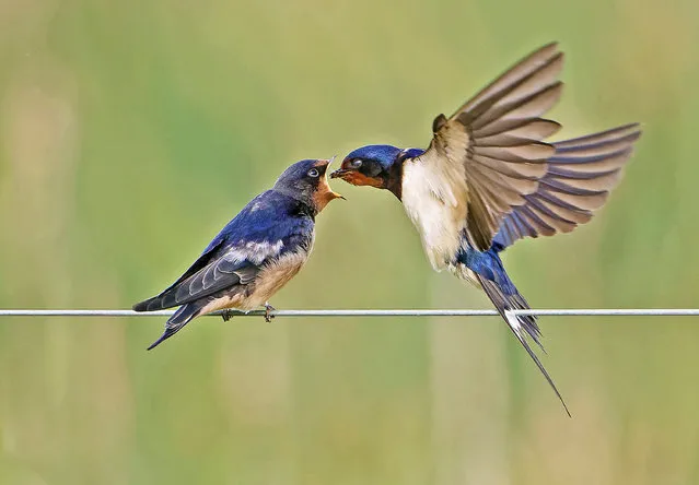 A young swallow is fed a fly by its mum in mid air at the Rising Sun Country Park in North Tyneside, England on June 6, 2023. (Photo by Gren Sowerby/Animal News Agency)