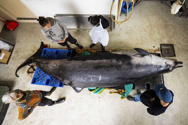 Local “iwi”, or people, from a local Māori tribe study a male spade-toothed whale ahead of a dissection at Invermay Agricultural Centre, Mosgiel, near Dunedin, New Zealand, Monday, December 2, 2024. (Photo by Derek Morrison/AP Photo)