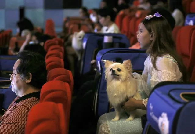 People and their pets watch a movie inside a movie theatre during the opening day of the pet friendly theatre “i-Tail Pet Cinema” at Mega Cineplex in Samut Prakan province, Thailand, 10 June 2023. (Photo by Narong Sangnak/EPA)