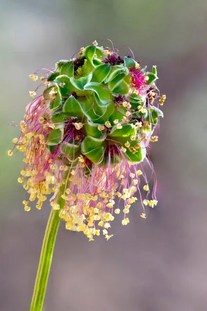 Second place: Salad Burnet Flower by Ian Gilmour, West Yorkshire, United Kingdom. (Photo by Ian Gilmour/International Garden Photographer of the Year)
