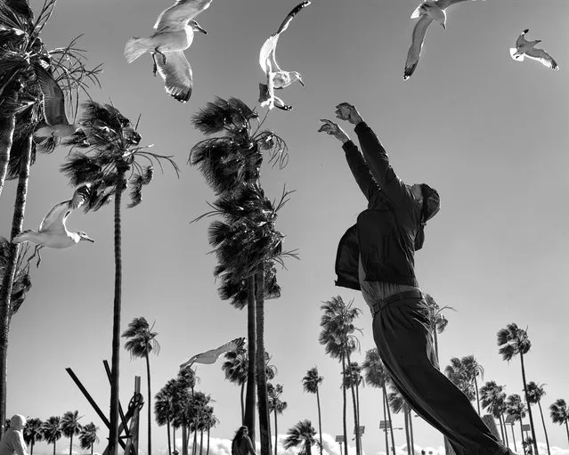 On the windiest day I ever witnessed in Venice Beach, a homeless man waits for an evening bus to take him to a downtown shelter. He kills time by feeding seagulls from a bag of chips, amused by the fact that the birds can barely move due to the violent winds. Suddenly the man realizes that one of the seagulls is within reach and jumps to catch the struggling bird. He misses, but for a split second, looks like he is about to take flight himself. (Photo by Dotan Saguy)