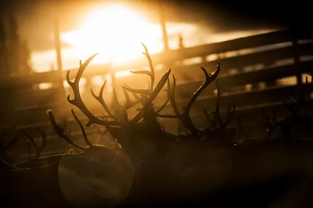 A reindeers herd belonging to the Sami people of Vilhelmina Norra Sameby is gathered in a corral for transportation after a process of selection and calf labelling on October 28, 2016 near the village of Dikanaess, about 800 kilometers north-west of the capital Sweden. (Photo by Jonathan Nackstrand/AFP Photo)