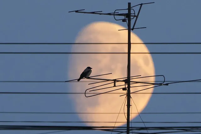 A crow sitting on a TV antenna is silhouetted against the moon in St. Petersburg, Russia, Friday, July 28, 2023. (Photo by Dmitri Lovetsky/AP Photo)