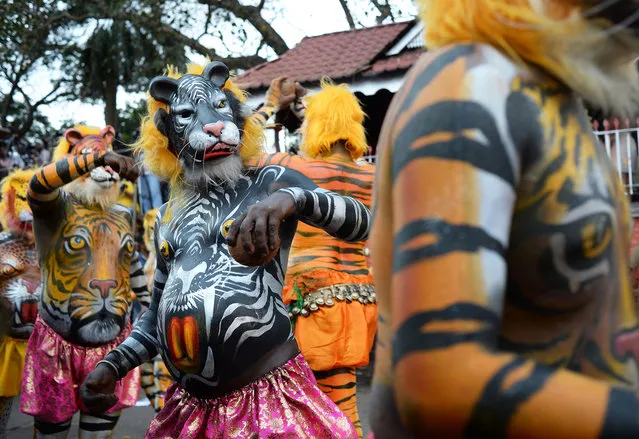 More than 300 mainly pot-bellied men painted as leopards and tigers roamed the streets of Thrissur in the southern Indian state of Kerala performing the “Puli Kali”, or cat play on 19th September 2013, the 4th day of Onam, an annual harvest festival. The traditional art form enacts scenes that revolve around the theme of tiger hunting. Performing troops are usually on the lookout for fat performers as the tigers and leopards are easier to draw on big bellies. (Photo by Raj Nadarajan)