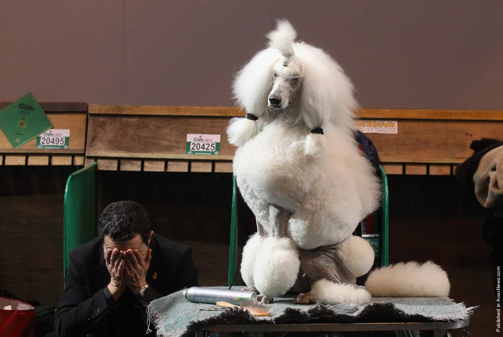 Best In Show Announced At Crufts