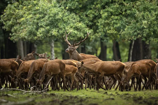 This photo taken on September 13, 2023 shows deer in the Rambouillet forest near Paris, France. (Photo by Xinhua News Agency/Rex Features/Shutterstock)