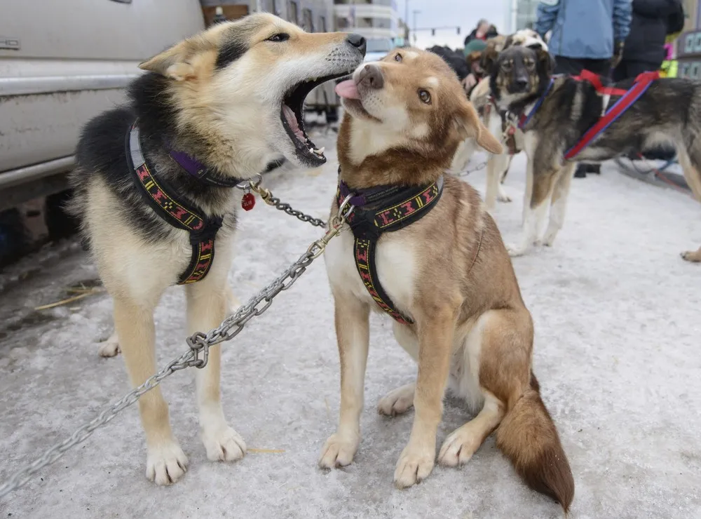 Iditarod Trail Sled Dog Race In Alaska