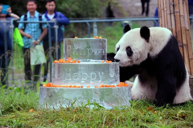 Giant panda Pan Pan sits near a frozen cake during its 30th birthday celebration at the China Conservation and Research Center for the Giant Panda on September 21, 2015 in Dujiangyan, China. The world’s oldest male panda has died from cancer aged 31. (Photo by VCG/VCG via Getty Images)