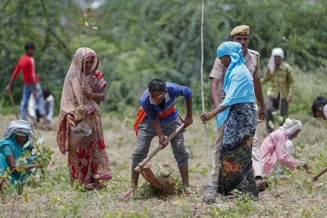 Indian laborers plant saplings as part of an annual tree plantation campaign on the outskirts of Prayagraj, in northern Uttar Pradesh state, India, Sunday, July 4, 2021. (Photo by Rajesh Kumar Singh/AP Photo)