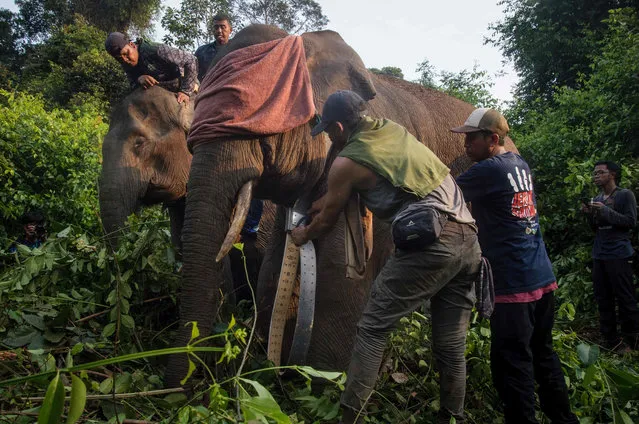 In this photo taken on October 7, 2023, members of the Riau Natural Resources Conservation Agency set a GPS collar on a male Sumatran elephant, estimated to be 15 years old, during their joint operation to install GPS collars on wild Sumatran elephants to prevent human-elephant conflict at the protected forest in Pangkalan Lesung, Central East Sumatra. Indonesia's Ministry of Environment and Forestry estimates that the number of Sumatran elephants in Riau province, Sumatra, remains between 200 and 300. (Photo by WAHYUDI/AFP Photo)