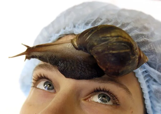 A member of the “Ranetka” private family club takes a medical-cosmetic massage using the Achatina fulica snail, also known as the Giant African land snail, at the club in the Siberian city of Krasnoyarsk, on November 19, 2013. The massage is believed to speed up regeneration of the skin and eliminate wrinkles and scars. (Photo by Yelena Baranchukova/Reuters)