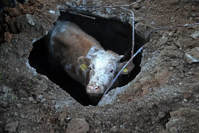 A cow is seen fallen inside a manhole in Adana, Turkey on December 13, 2018. Cow was noticed after a dog constantly barked near the manhole. Entrance of the manhole was enlarged by firefighters at first. Then cow was tied with a rope and pulled out of the canal. (Photo by Eren Bozkurt/Anadolu Agency/Getty Images)