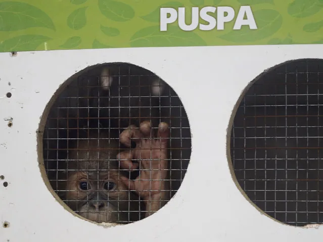 One-year-old orangutan named Puspa looks behind a cage in Jakarta, Indonesia, February 9, 2016. Seven orangutans, including Puspa, will be transported to Sumatra and Kalimantan island today, local media reported on Tuesday. (Photo by Reuters/Beawiharta)