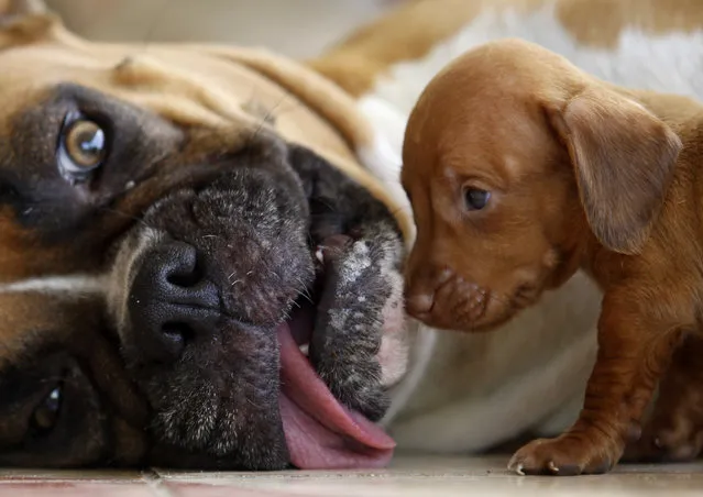 A boxer rests as a Dachshund pup approaches it in Sagua La Grande, province of Santa Clara in central Cuba, July 2009. (Photo by Desmond Boylan/Reuters)