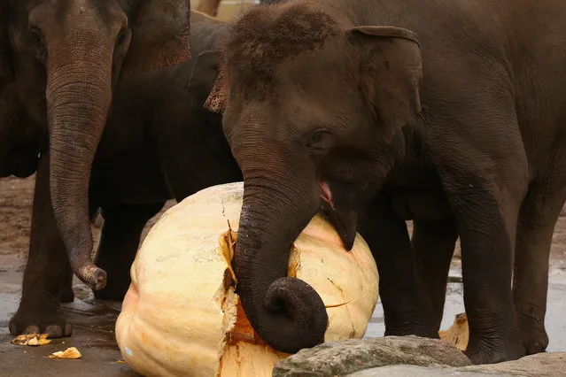 Tukta, a baby elephant feeds on a giant pumpkin at Taronga Zoo on April 10, 2015 in Sydney, Australia. Taronga Zoo and the Sydney Royal Easter Show partnered together to recycle the giant pumpkins to feed the animals, including Australia's largest ever giant pumpkin weighing in at 728kg given to the elephants. (Photo by Cameron Spencer/Getty Images)