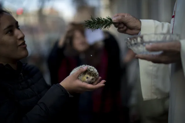 A hedgehog is blessed by a priest at the l'Escola Pia church during the feast of Saint Anthony, Spain's patron saint of animals, in Barcelona, Spain, Thursday, January 17, 2019. The feast is celebrated each year in many parts of Spain and people bring their animals to churches to be blessed. (Photo by Emilio Morenatti/AP Photo)