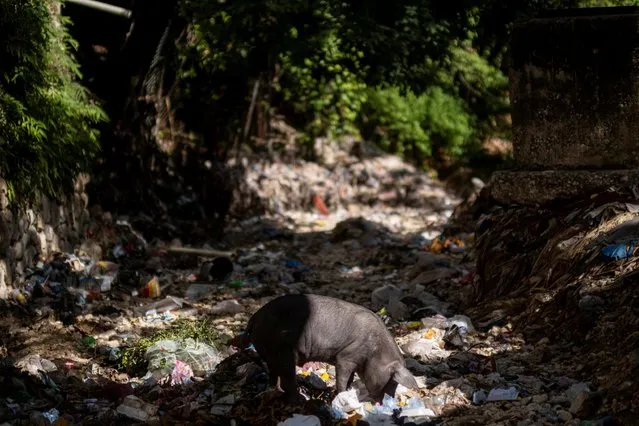 A hog feeds from trash on a dry riverbed in Port-au-Prince, Haiti on July 17, 2021. (Photo by Ricardo Arduengo/Reuters)