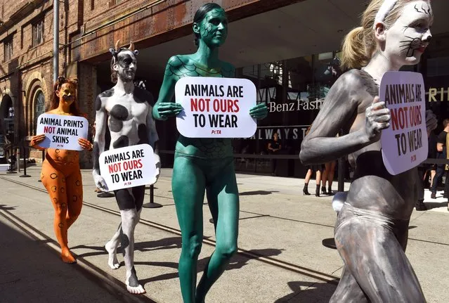 Body-painted PETA activists parade placards outside Fashion Week Australia calling on the fashion industry to drop the use of fur, wool, leather and other skins used by some designers, in Sydney on April 13, 2015. (Photo by William West/AFP Photo)