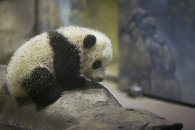 Bao Bao, the four and a half month old giant panda, makes her public debut at an indoor habitat at the National Zoo in Washington, Monday, January 6, 2014. (Photo by Charles Dharapak/AP Photo)