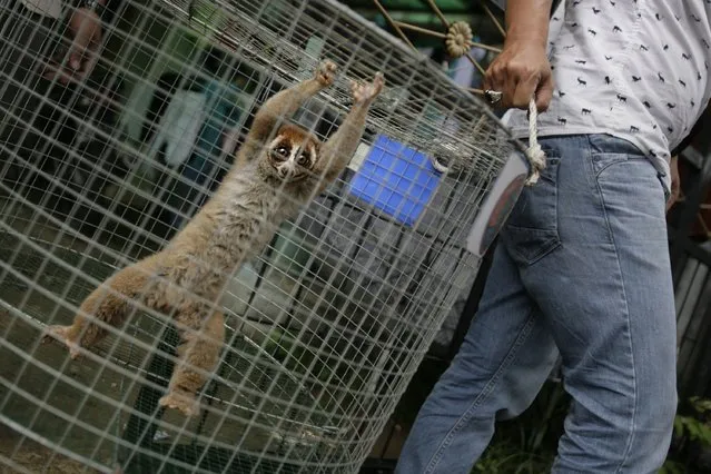 In this photograph taken on April 14, 2015, a member of Indonesia's Nature Conservation Agency (BKSDA) seizes an endangered slow loris from a pet owner in Banda Aceh in Aceh province as part of campaign to stop the illegal trade of wildlife. (Photo by Chaideer Mahyuddin/AFP Photo)