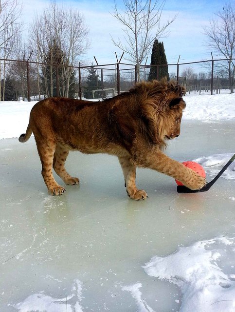 Sterk the lion has become quite taken with ice hockey, since the recent drop in temperature turned the pond in his pen at a Canadian zoo into ice. The 18-month-old male has become the star attraction of Oaklawn Farm Zoo, Nova Scotia, after his keepers started challenging him to hockey games, despite his heavy weight cracking the surface. (Photo by Caters News Agency/SIPA Press)