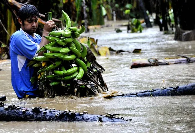 A native collects bananas from a flooded plantation in Puerto Yumani, 15 km from Rurrenabaque, northeast Bolivia. The Bolivian government has declared national emergency due to floodings caused by heavy rains which, up to now, have left more than 40 dead and about 37,000 families affected. (Photo by Aizar Raldes/AFP Photo)