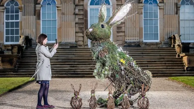 The Great easter bunny arrives at Castle Howard in Yorkshire, England on April 12, 2019, ready for the easter egg hunts. The bunny made of wicker and flowers designed and built by Ben Greenwood and Duncan Henthorne. (Photo by Charlotte Graham/Shutterstock)