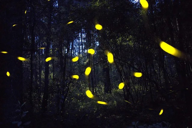 A view of fireflies at the Santa Clara forest, Tlaxcala State, Mexico, 25 July 2018 (issued 03 August 2018). Santa Clara forest is the only fireflies sanctuary in the country. Countless flickers of light at night mark the mating ritual of the species. (Photo by Hilda Rios/EPA/EFE)