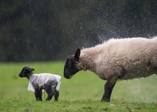 A days-old lamb, wearing a rain coat, and its mother spend a rainy afternoon in their pasture on a ranch near Elkton in southwestern Oregon on February 29, 2024. The National Weather Service has issued a Winter Storm Warning for the area with heavy snow predicted for higher elevations and torrential rain in the valleys and coastal areas. (Photo by Robin Loznak/ZUMA Press Wire/Rex Features/Shutterstock)