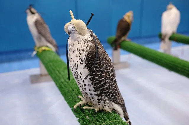 Falcons wait to receive medical attention at the Abu Dhabi Falcon Hospital in Abu Dhabi, United Arab Emirates April 28, 2019. (Photo by Christopher Pike/Reuters)