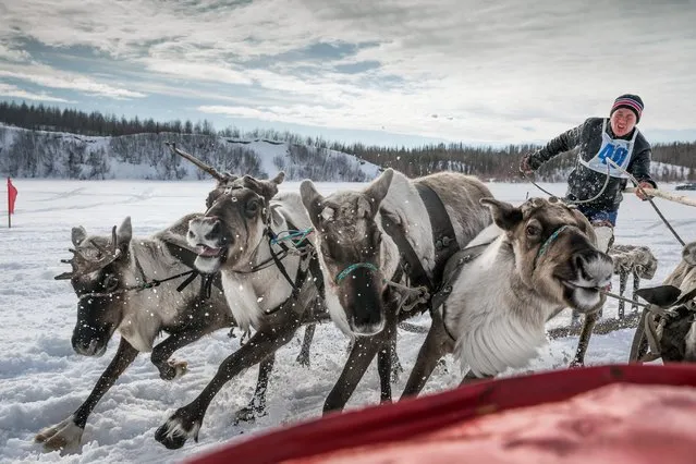 Participant from Aksarka ride a sled during a reindeer race on the Reindeer Herders Day in the village Aksarka, center Priuralsky district of Yamalo-Nenets autonomous district, Russia, April 7, 2016. (Photo by Sergey Anisimov/Anadolu Agency/Getty Images)
