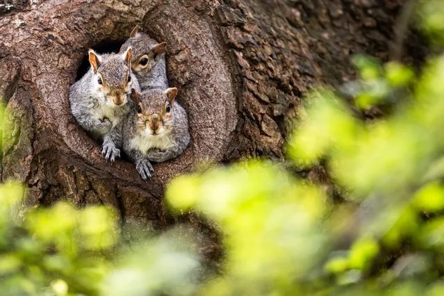 A hungry squirrel tries to protect his nuts from being squashed as two mates join him in their den in a tree trunk in the first decade of April 2024. The grey squirrels have made a home in the knot in the oak tree next to Christchurch Priory, Dorset, UK. The gap in the trunk is only about 8ins in diameter and it proved a squash and a squeeze when three furry mammals tried to all get out at the same time. (Photo by Snap Photography/Bournemouth News)