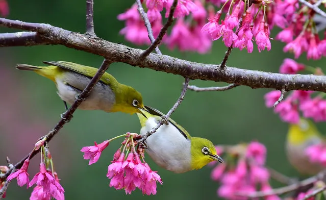White-eyes perch on branches among flowers at Fuzhou National Forestry Park in Fuzhou City, southeast China's Fujian Province, February 26, 2017. (Photo by Mei Yongcun/Xinhua/Barcroft Images)