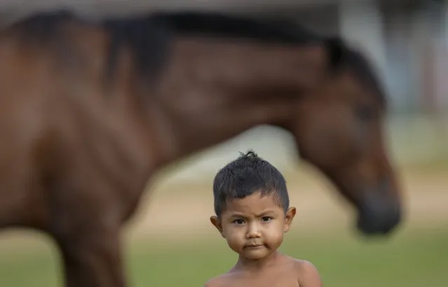 A young member of the Macuxi ethnic group stand near a horse in the Maturuca community of the Raposa Serra do Sol Indigenous reserve in Roraima state, Brazil, Sunday, November 7, 2021. Bordering Venezuela and Guyana, the Indigenous territory is bigger than Connecticut and home to 26,000 people from five different ethnicities. (Photo by Andre Penner/AP Photo)