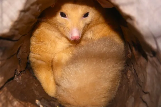 Golden Brushtail Possum