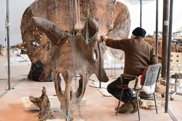 A view of the skeleton of “Big John” triceratops during reconstruction in the Zoic laboratory on April 9, 2021 in Trieste, Italy. It is being reconstructed in the laboratory of the Zoic, company specializing in palaeontological reconstructions i.e. in the extraction and processing of fossil remains, of the skeleton of the huge “Big John” triceratops found on a ranch in Montana in the United States and acquired in the raw state. (Photo by Pier Marco Tacca/Getty Images)