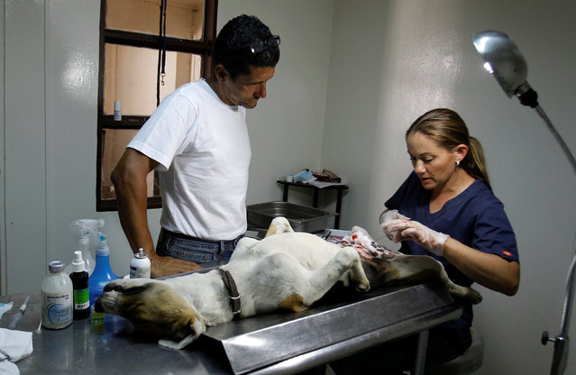 Alvaro Saumet looks as a veterinarian neuters a stray dog at Territorio de Zaguates or “Land of the Strays” dog sanctuary in Carrizal de Alajuela, Costa Rica, April 22, 2016. (Photo by Juan Carlos Ulate/Reuters)