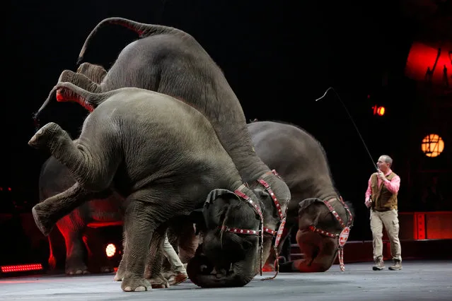 Elephants perform during Ringling Bros and Barnum & Bailey Circus' “Circus Extreme” show at the Mohegan Sun Arena at Casey Plaza in Wilkes-Barre, Pennsylvania, U.S., April 30, 2016. (Photo by Andrew Kelly/Reuters)
