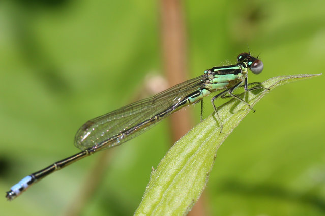 A damselfly (Nehalennia) is in Markham, Ontario, Canada, on May 26, 2024. (Photo by Creative Touch Imaging Ltd/NurPhoto/Rex Features/Shutterstock)