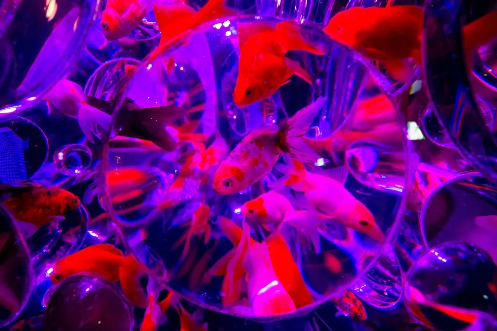 Art Aquarium Exhibition in Tokyo