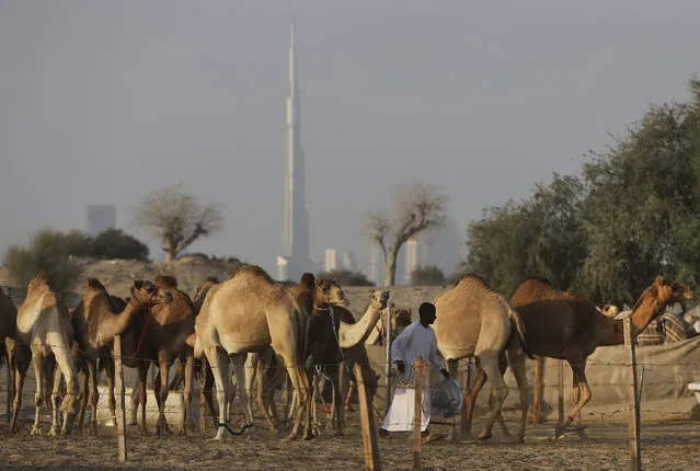 In this January 30, 2017 photo, with the world's tallest building, the Burj Khalifa in the background, a keeper feeds dates to female camels, at the Al Marmoom Camel Racetrack, in al Lisaili about 40 km (25  miles) southeast of Dubai, United Arab Emirates. Camel racing is a big-money sport and fast thoroughbreds can fetch well over a million dollars. As rising temperatures across Gulf Arab countries signal the end of the winter camel racing season, Dubai is wrapping up its races with the annual Al Marmoom Heritage Festival that has drawn thousands of camels from across the oil-rich Gulf. (Photo by Kamran Jebreili/AP Photo)