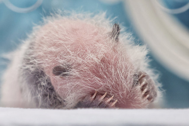 A newborn giant panda cub born to giant panda Mengmeng is seen at the Guangzhou Chimelong Safari Park on July 2, 2024 in Guangzhou, Guangdong Province of China. Giant panda Mengmeng is the eldest one of the world's only panda triplets. (Photo by Li Zhanjun/Southern Metropolis Daily/VCG via Getty Images)