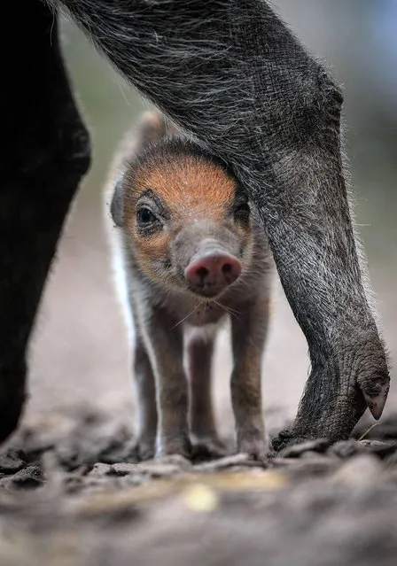 Undated handout photo issued by Chester Zoo of a rare Visayan warty piglet, which born at the zoo a week ago. Only 200 Visayan warty pigs are thought to be left in their native habitat in the Philippines – making them the rarest of all wild pigs. (Photo by Chester Zoo/PA Wire)