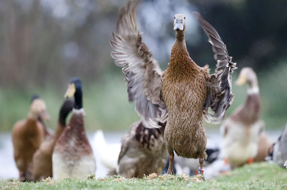 Quack Squad on the Hunt
