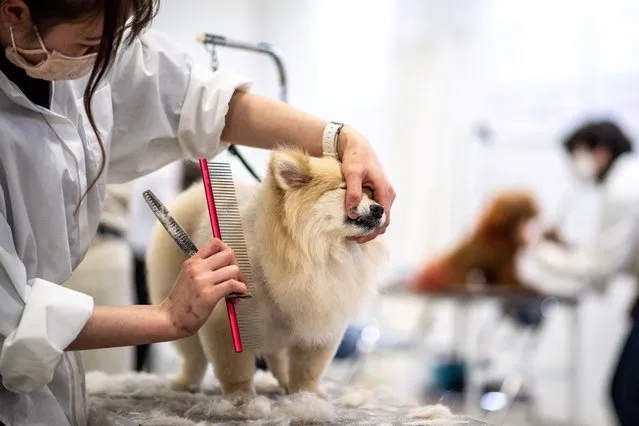 A dog is groomed during a contest at the “Interpets – International fair for a better life with pets” in Tokyo on April 1, 2022. (Photo by Philip Fong/AFP Photo)