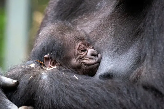 Western lowland gorilla, Shanga cradles her newborn infant, who she gave birth to in the early hours of Sunday morning at Chessington World of Adventures Resort in Surrey on Tuesday April 26, 2022. (Photo by Aaron Chown/PA Wire)