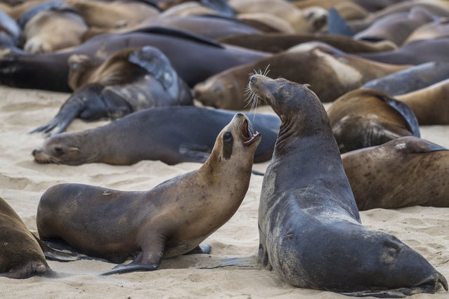 Sea lions play together on San Carlos beach in Monterey, Calif., Friday, August 23, 2024. (Photo by Nic Coury/AP Photo)