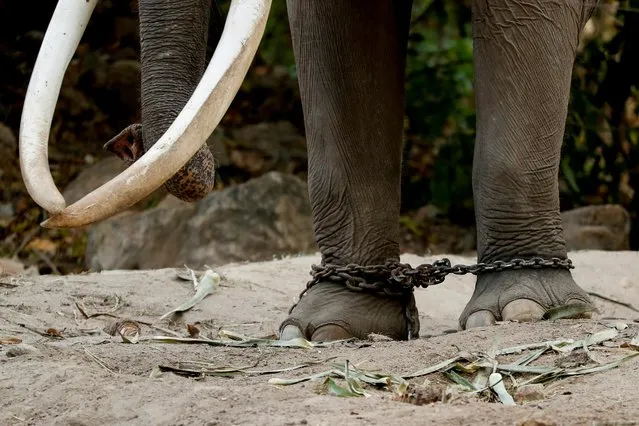 An elephant is seen chained at his enclosure at Khao Kheow Zoo in Chonburi, Thailand on November 30, 2019. (Photo by Jorge Silva/Reuters)