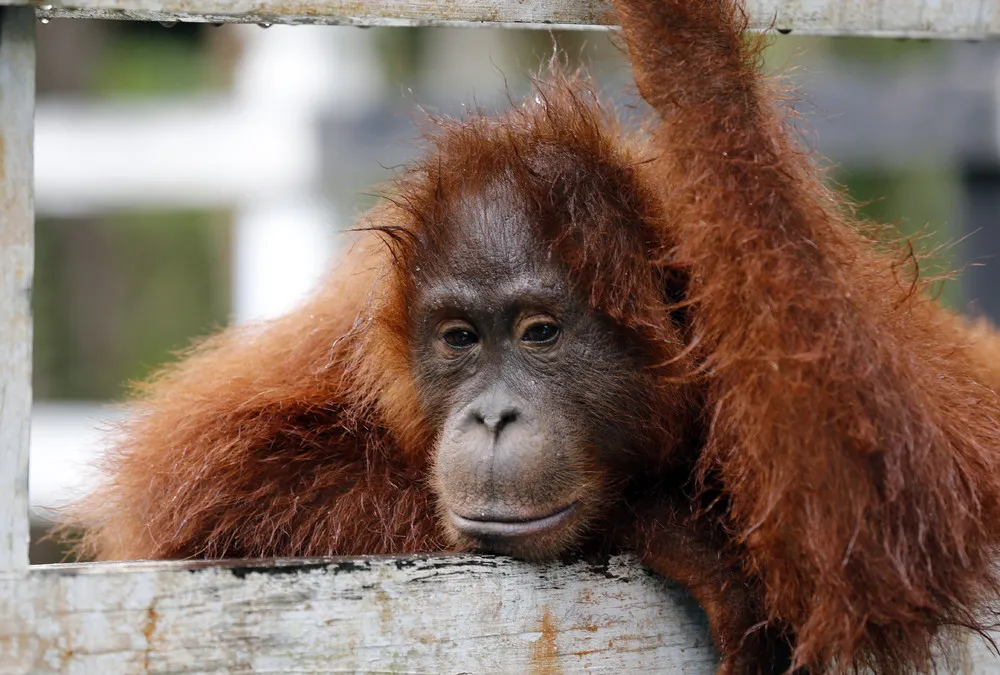 Wild Orangutans at Borneo National Park
